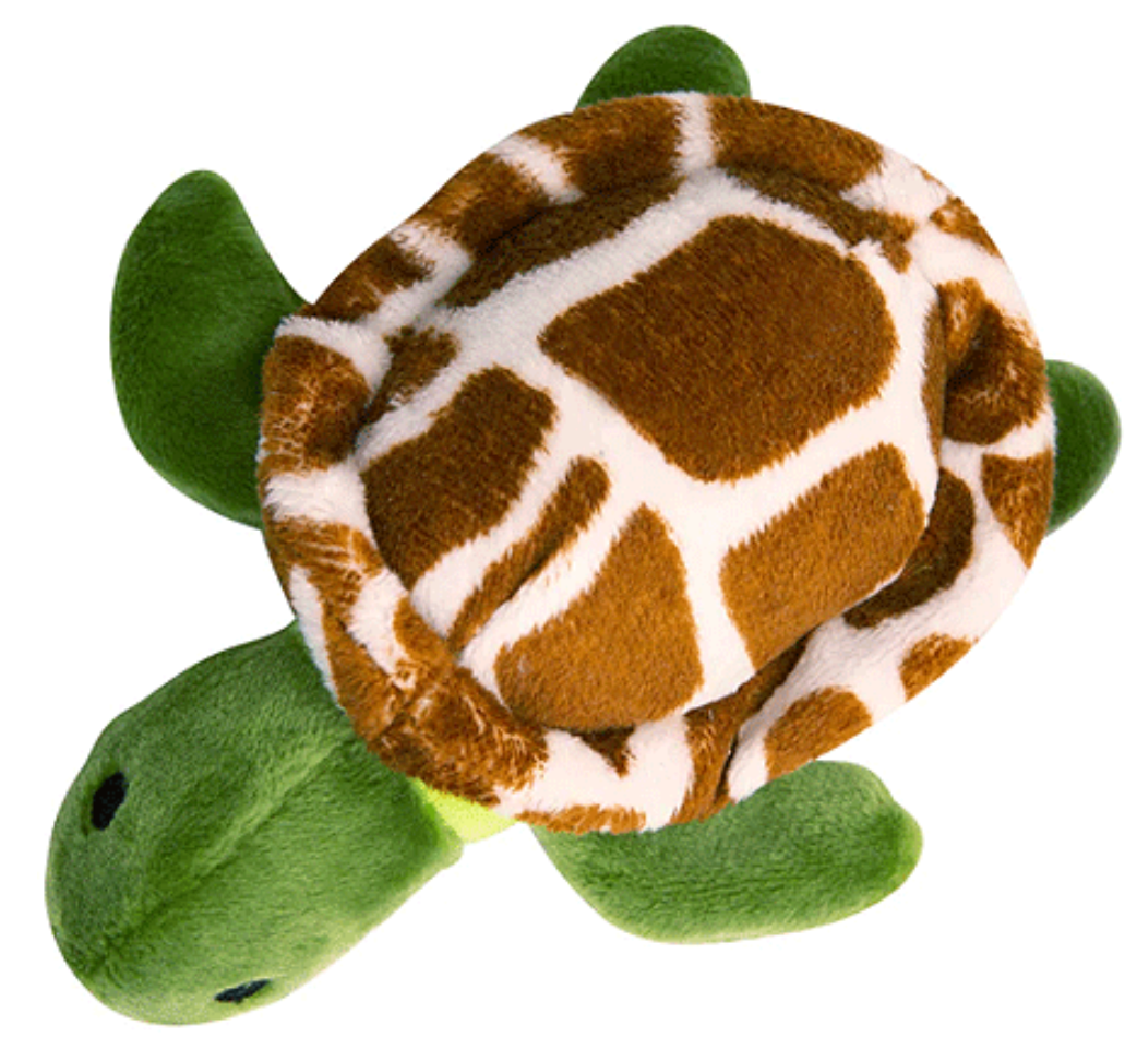 Baby Shelldon Turtle