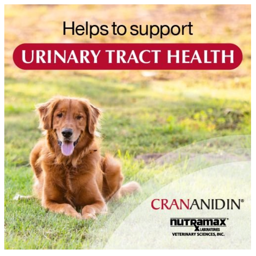 Nutramax Crananidin Urinary Chews